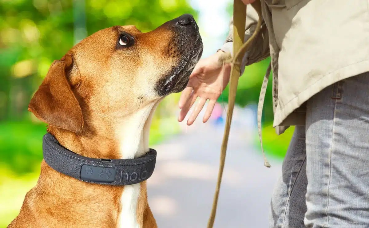 5 Reasons to Invest in a Halo Collar for Your Dog Walks