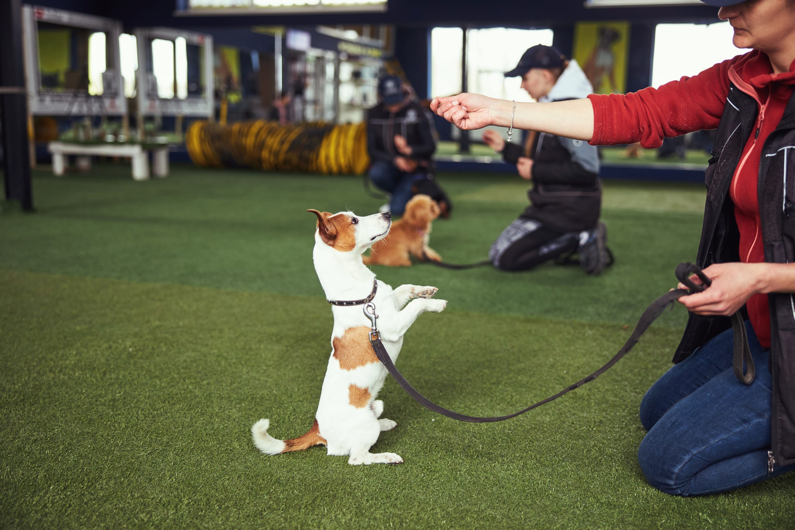 Top 5 Easiest Dog Breeds to Train: Perfect for First-Time Owners